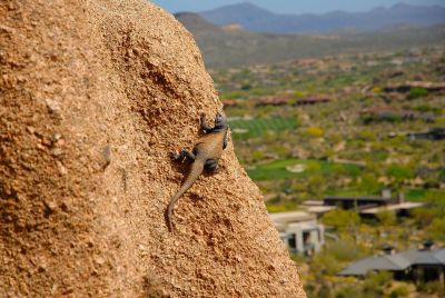 Chuckwalla