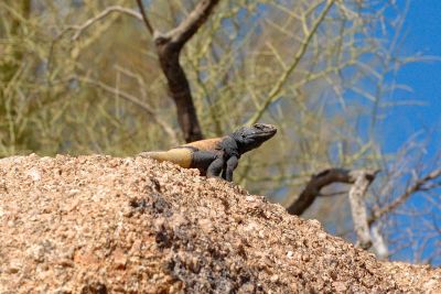 Chuckwalla