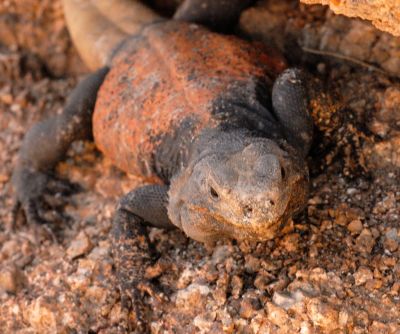 Chuckwalla