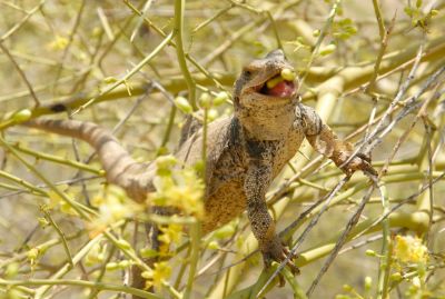 Chuckwalla