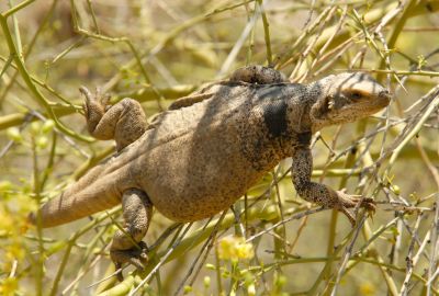 Chuckwalla