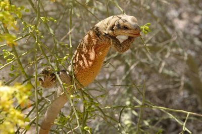 Chuckwalla