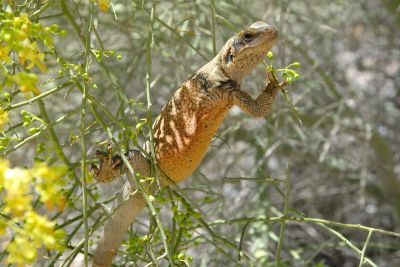 Chuckwalla