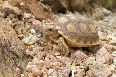 Miscellaneous Desert Critter