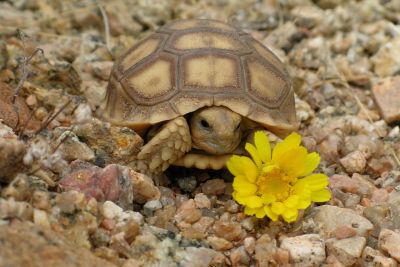 Miscellaneous Desert Critter