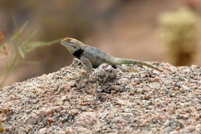 Miscellaneous Desert Critter