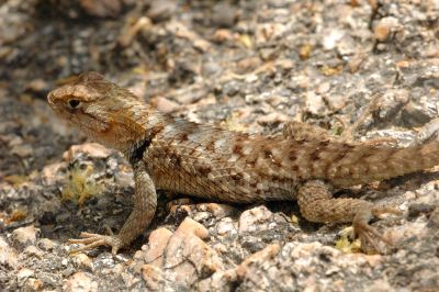 Miscellaneous Desert Critter