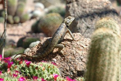 Miscellaneous Desert Critter