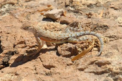 Miscellaneous Desert Critter