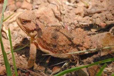 Miscellaneous Desert Critter