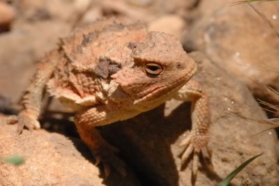 Miscellaneous Desert Critter