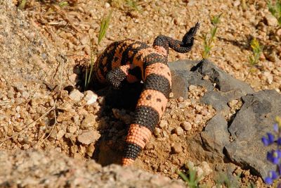 Miscellaneous Desert Critter