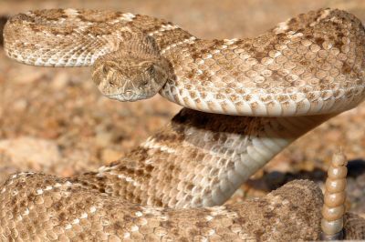 Desert Snake