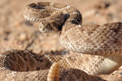 Desert Snake
