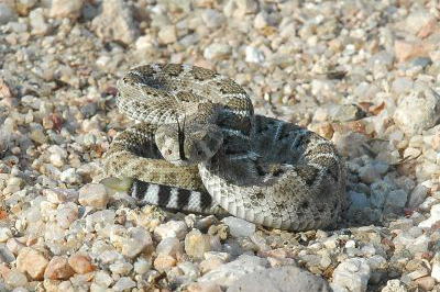 Desert Snakes