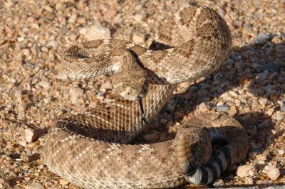 Desert Snake