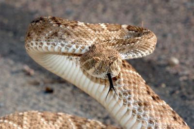 Desert Snake