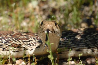 Desert Snake