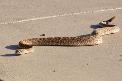 Desert Snake