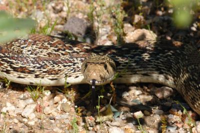 Desert Snake