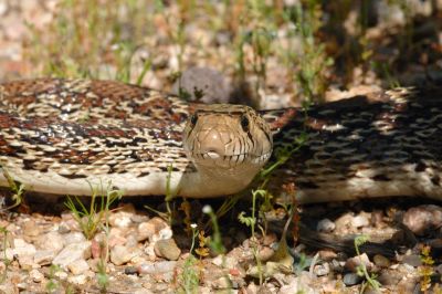 Desert Snake