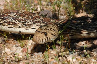 Desert Snake