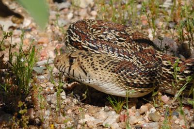 Desert Snake