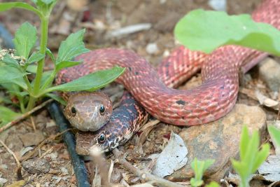 Desert Snake