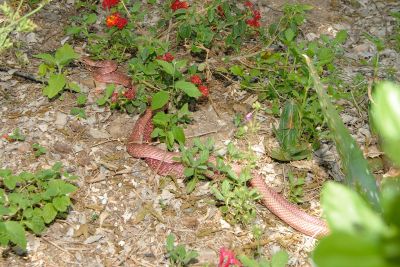 Desert Snake