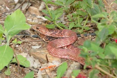 Desert Snake