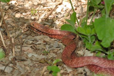 Desert Snake