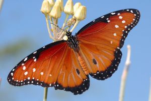 Desert Botanical Garden Grounds - Butterflies