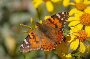 Desert Botanical Garden Grounds - Butterflies