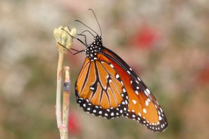 Desert Botanical Garden Grounds - Butterflies