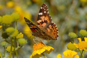 Desert Botanical Garden Grounds - Butterflies