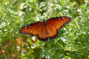 Desert Botanical Garden Grounds - Butterflies