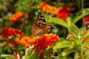 Desert Botanical Garden Grounds - Butterflies