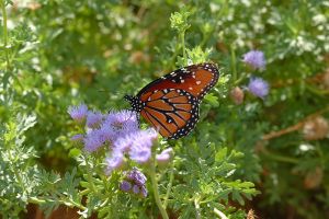 Desert Botanical Garden Grounds - Butterflies