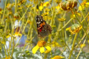 Desert Botanical Garden Grounds - Butterflies