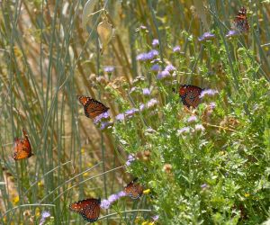 Desert Botanical Garden Grounds - Butterflies