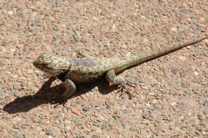 Desert Botanical Garden Grounds - Lizards and Critters