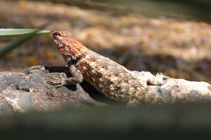 Desert Botanical Garden Grounds - Lizards and Critters