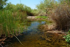 Desert Botanical Garden Grounds - Dragonflies