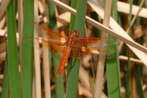 Desert Botanical Garden Grounds - Dragonflies