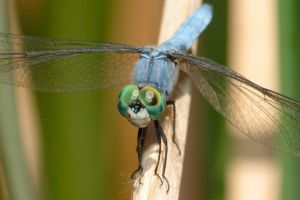 Desert Botanical Garden Grounds - Dragonflies