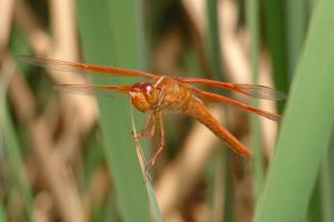 Desert Botanical Garden Grounds - Dragonflies