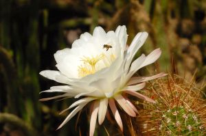 Desert Botanical Garden Grounds - Bees and Flowers