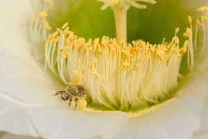 Desert Botanical Garden Grounds - Bees and Flowers