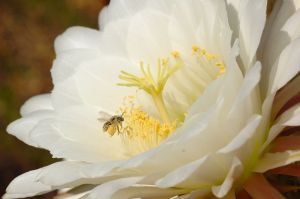 Desert Botanical Garden Grounds - Bees and Flowers