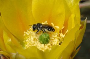 Desert Botanical Garden Grounds - Bees and Flowers